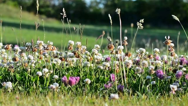 Music For Meditation