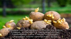 Посадка картофеля в Подмосковье
