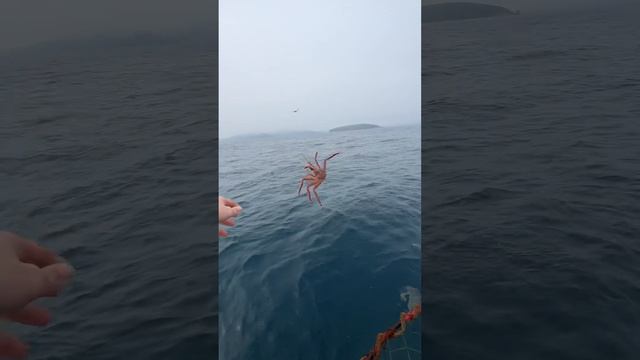 Выбрасываем деньги 50 тыс Рублей примерно ) зажрались мы в Приморском крае уже 😂 смотреть онлайн