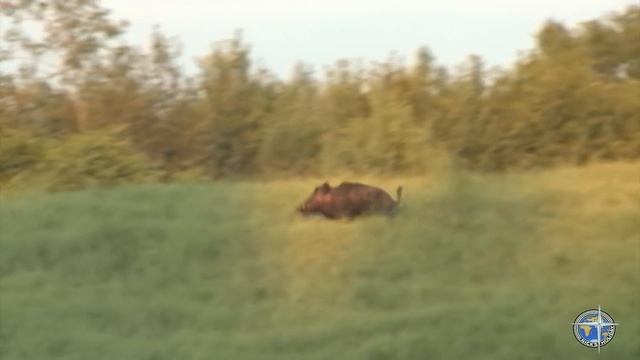 Охота на кабана с подхода. смотреть онлайн