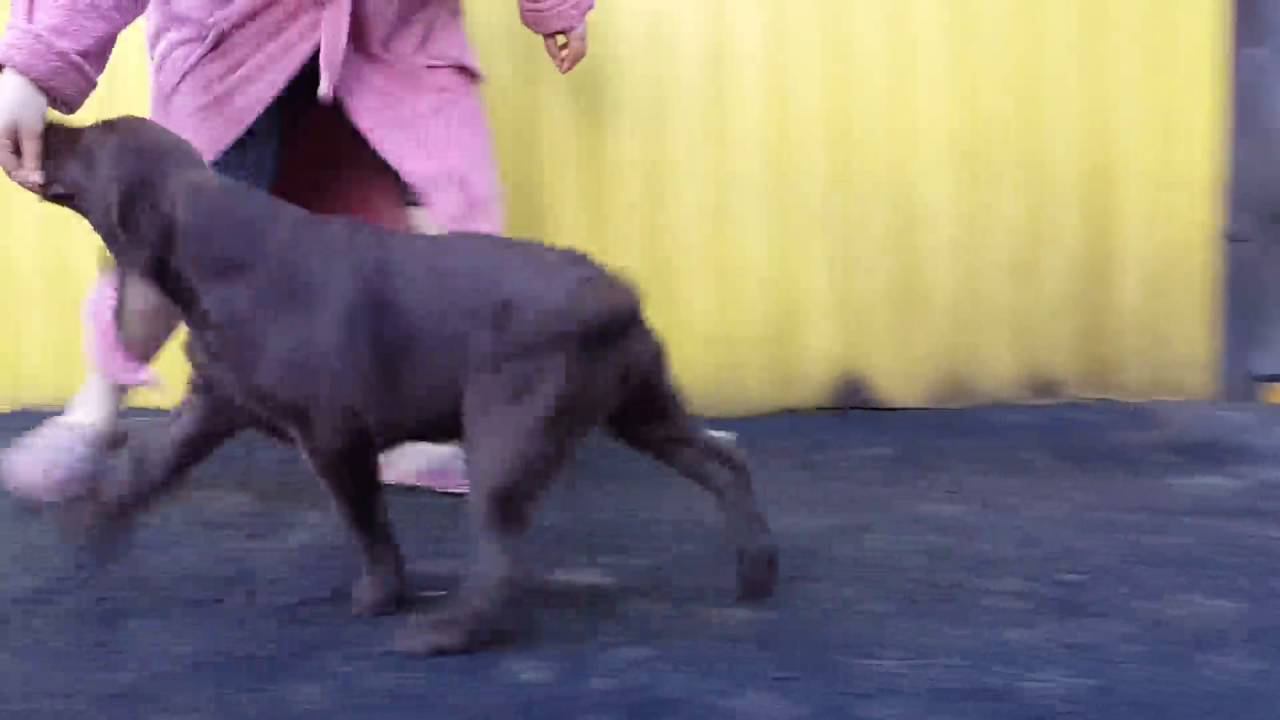 video 1467214170 смотреть онлайн