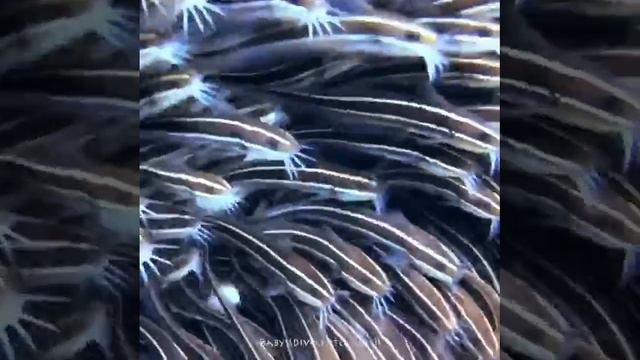 Молодые угрехвостые сомы смотреть онлайн