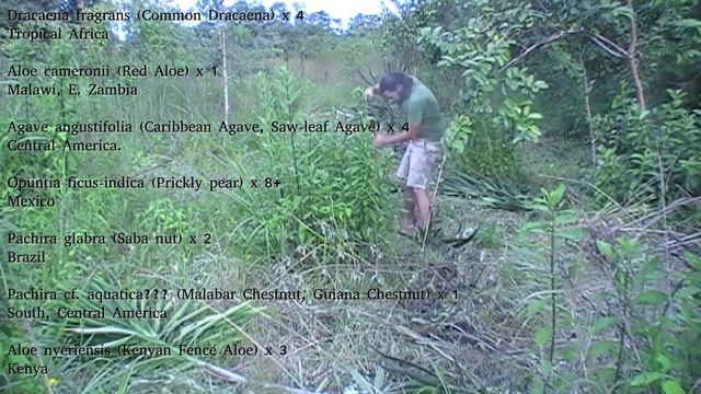 Day 30 of New Year's Planting - Hiding more Pachira in clumps of wild sesame. смотреть онлайн