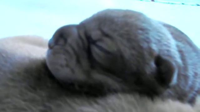 Filhotes Sharpei Dormindo 7 dias de idade Canil EJ Terani смотреть онлайн