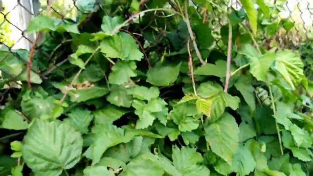 Какая у меня, Еживика. смотреть онлайн