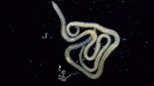 Groovy Worms смотреть онлайн