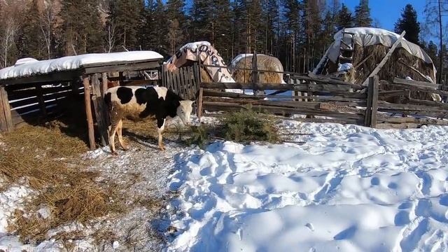Плов от сына, занимаемся срезкой смотреть онлайн
