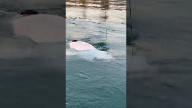 Рыбалка на сома. Снасти WFT проверены в деле! смотреть онлайн