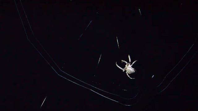 ночной паук в плетении паутины - Night spider weaving a web смотреть онлайн