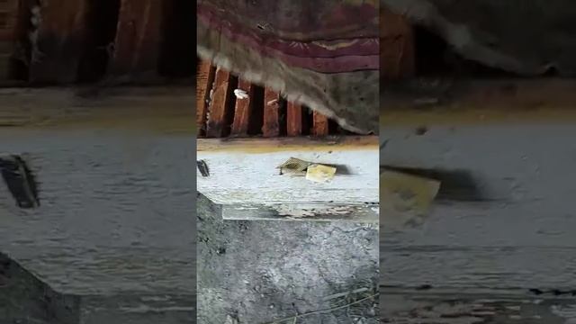 1 часть Заложил суш на Восковую моль, Огнёвку, ПЖВМ 18.09.2018г смотреть онлайн