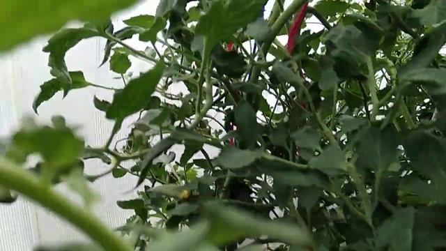 Сибирь. Обзор томатов из серии Козула на 19 июня 2022 года. смотреть онлайн