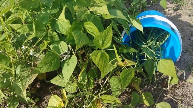 Спаржевая фасоль для диабетика. И не только смотреть онлайн