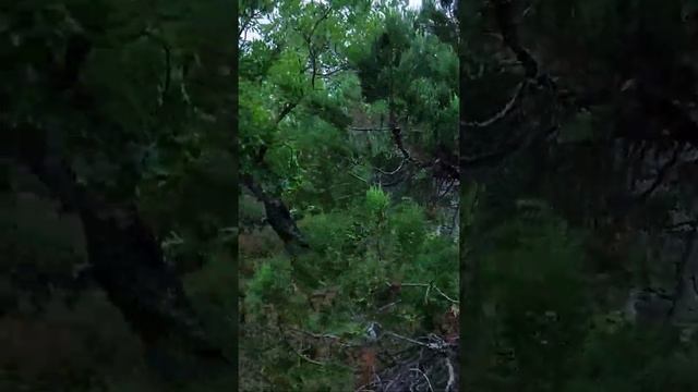 КРЫМ. Ай-Даниль. Можжевеловая тропа здоровья. Даниловка. смотреть онлайн