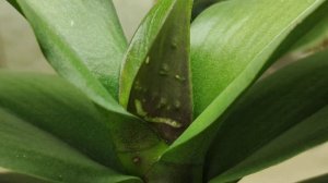 Пупырышки на растущих листочках орхидеи - ТРИПСЫ однозначно!