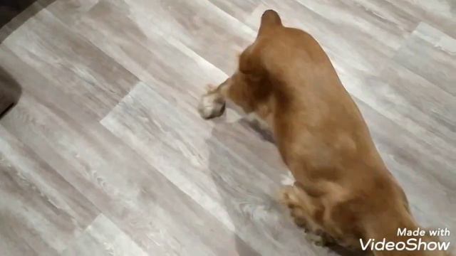 Я весёлый Прыго Кот 🐱💓