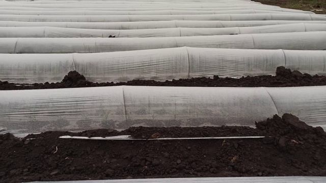 Сладкая кукуруза уже грунт! смотреть онлайн