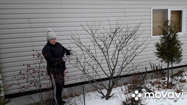 КАК я ОБРЕЗАЛА ГОРТЕНЗИЮ Ванилла Фрайз/ФОРМИРОВКА взрослого КУСТА смотреть онлайн