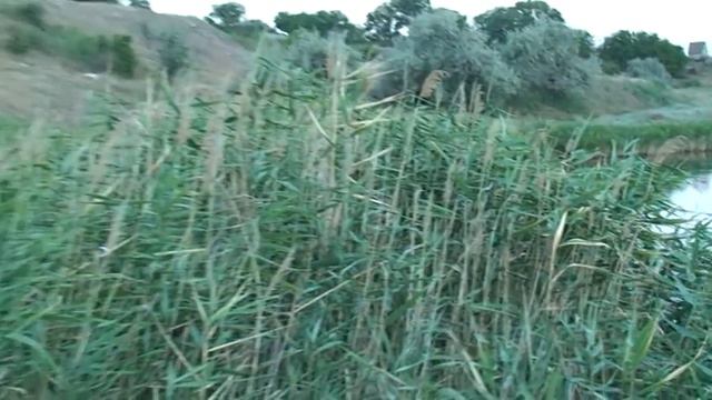 Натаска ретривера 2.mpg