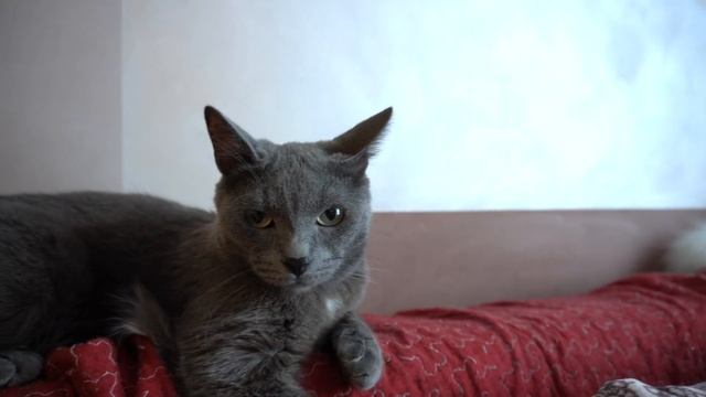 Кошаки в 4K (Sony Alpha ILCE 6400) смотреть онлайн