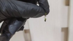 Микроклональные растения INVITRO (ИНВИТРО) в геле от лаборатории « Future Flora Lab». Мой отзыв.