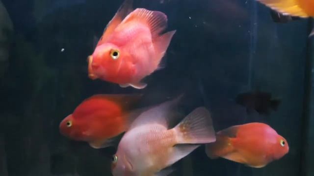 Рыба попугай - аквариумная рыбка Red Parrot Cichlid (Blood parrot cichlid) смотреть онлайн