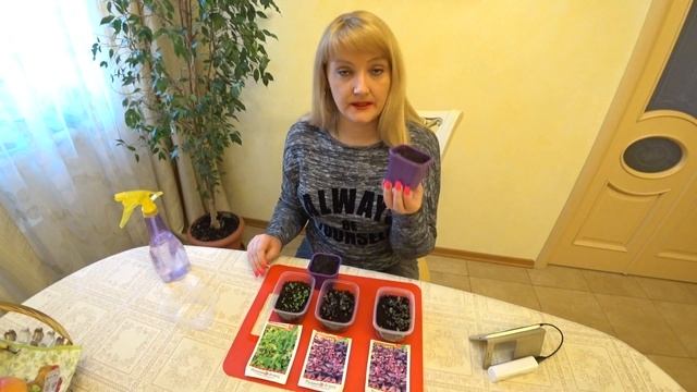 КАК ВЫРАСТИТЬ БАЗИЛИК. ПОСЕВ, ПИКИРОВКА. СОРТА БАЗИЛИКА смотреть онлайн