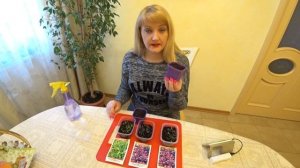 КАК ВЫРАСТИТЬ БАЗИЛИК. ПОСЕВ, ПИКИРОВКА. СОРТА БАЗИЛИКА