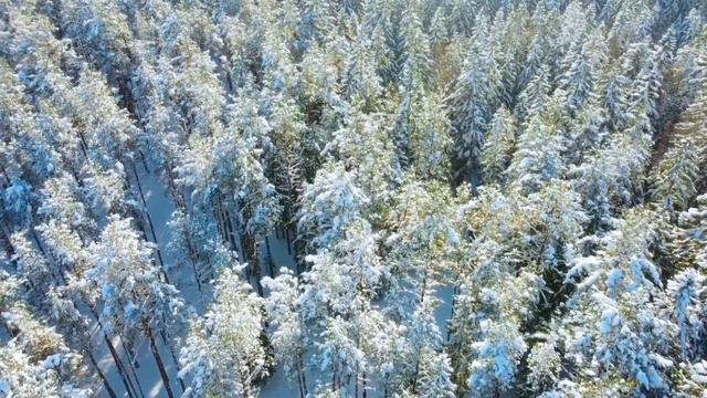 Лемболово, зимний лес с квадрокоптера смотреть онлайн