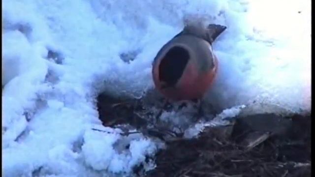 Коломна. ч.2 смотреть онлайн