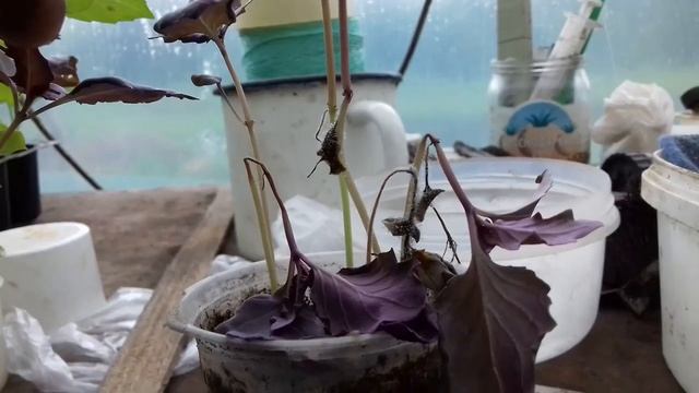 Рассаду Базилика атакует плесень. Базилик погибает что делать. Чёрная ножка или что-то непонятное. смотреть онлайн