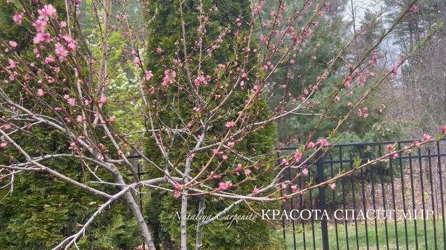 КАК ОБРЕЗАТЬ ГОРТЕНЗИЮ, ПЕРСИКОВОЕ ДЕРЕВО и ДЕКОРАТИВНУЮ ТРАВУ. TRIMMING HYDRANGEA & PEACH TREA . смотреть онлайн