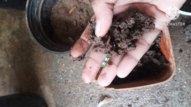 ഈ ചെടി വീട്ടിൽ ഉള്ളവർ ഇത് അറിഞ്ഞിരിക്കുക.. Mini white caladium care &Propagation Repotting ...🌼🌼🌼👍🏻 смотреть онлайн