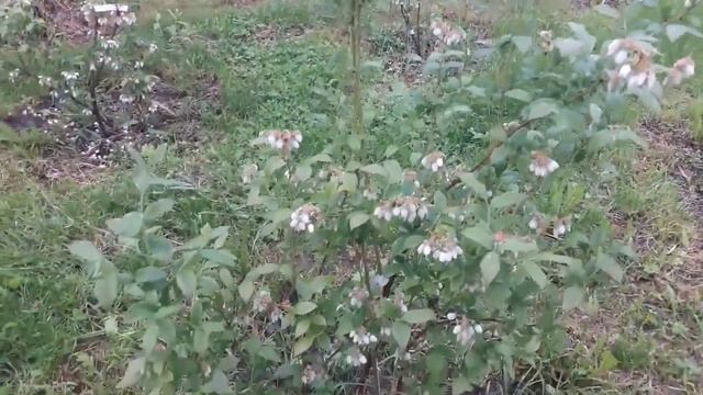 Голубика в Подмосковье - ягода Богов!ТопСад. смотреть онлайн