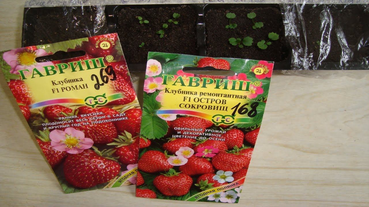 ВЫРАЩИВАНИЕ КРУПНОПЛОДНОЙ РЕМОНТАНТНОЙ ЗЕМЛЯНИКИ С РОЗОВЫМИ И ПУРПУРНЫМИ ЦВЕТКАМИ ЧАСТЬ 3 смотреть онлайн