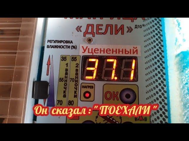 Вечер двадцатого дня инкубации... первый "пошёл"..... смотреть онлайн