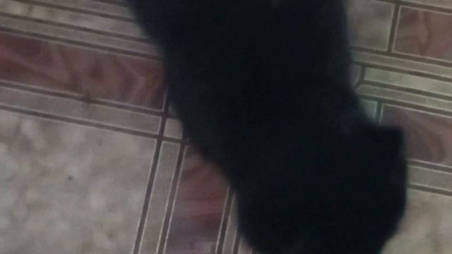 Разбудила Буся,через три часа как я уснула смотреть онлайн