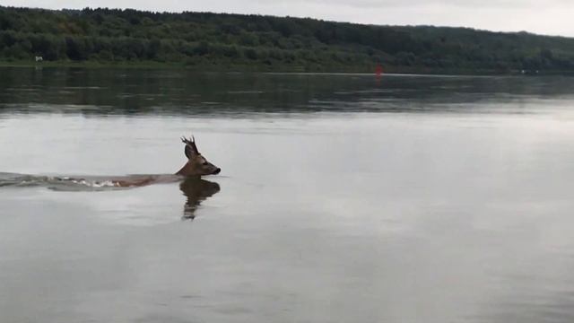 Ока серпухов 2017. Рыбалка смотреть онлайн