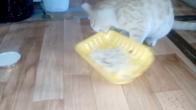кот хочет есть ! ест тарелку ! смотреть онлайн