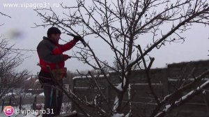 Шоковая обрезка яблони  Веретено