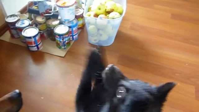 #халида #щенки #шипперке #Schipperke #belgianshepherd #dog #puppy смотреть онлайн