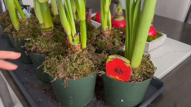 Forcing Amaryllis Bulbs To Rebloom + Easy Care // Snowy Day In December 2021