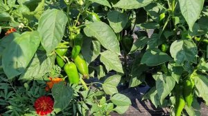 Поле перца.Обзор 25.07.2021