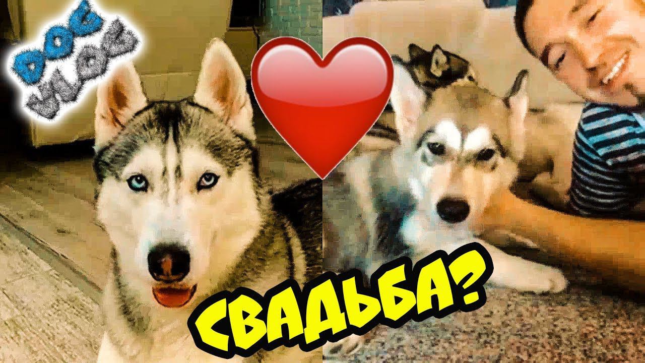 DOGVLOG: ЖЕНЮСЬ НА ЛЕКСИ С КАНАЛА ХАСКИ И МАЛАМУТА РОККИ И МАЙКА! Говорящая собака смотреть онлайн