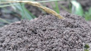 Постройка муравейника