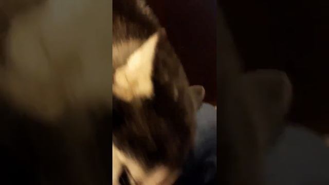 Горячая собака и телячьи нежности Фени смотреть онлайн