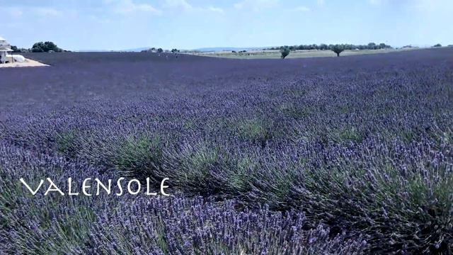 The south of France | Lavender Fields смотреть онлайн
