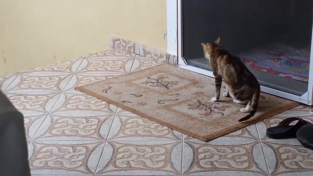 King Charles Cavalier vs. Cool CAT смотреть онлайн