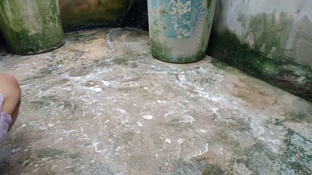 How to remove Green Algae [ LUMOT ] on Cement or Concrete without Pressure Washer смотреть онлайн
