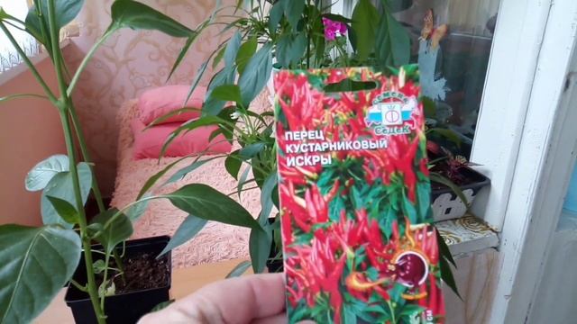 Обзор перцев растущих на моем балконе, 3 сорта перцев, смотреть онлайн