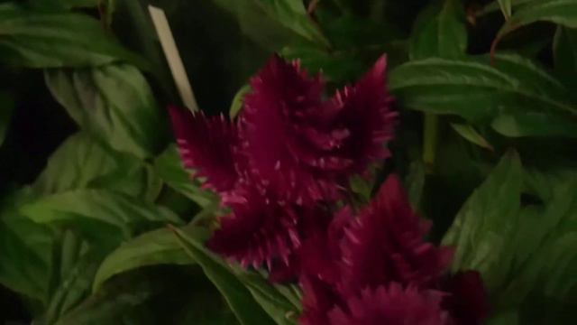 Celosia Argentea